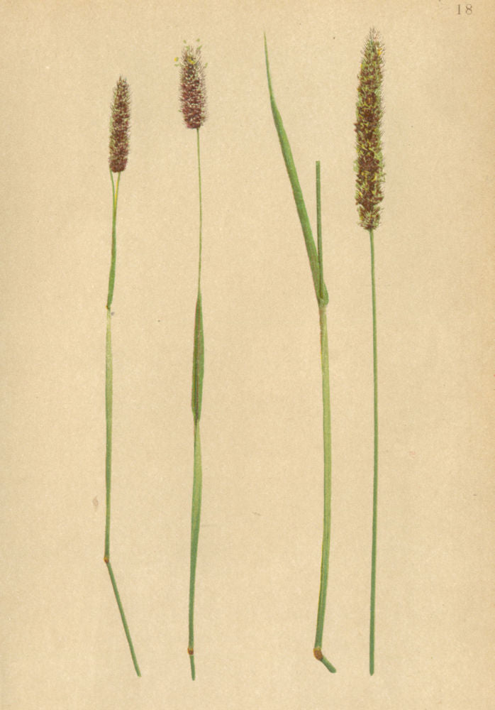 ALPENFLORA ALPINE FLOWERS. Phleum alpinum L-Alpen-Lieschgras 1897 old print
